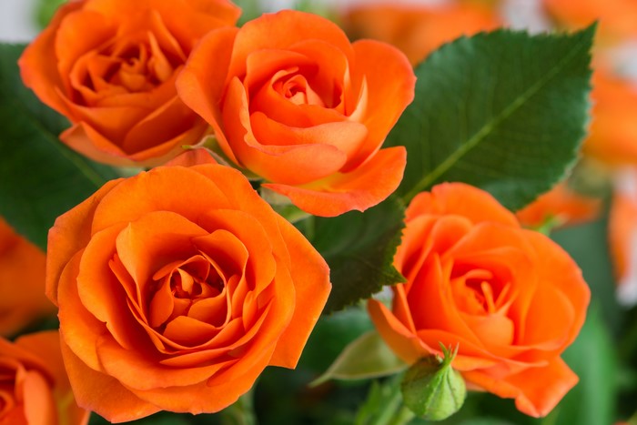 Orange Roses Closeup
