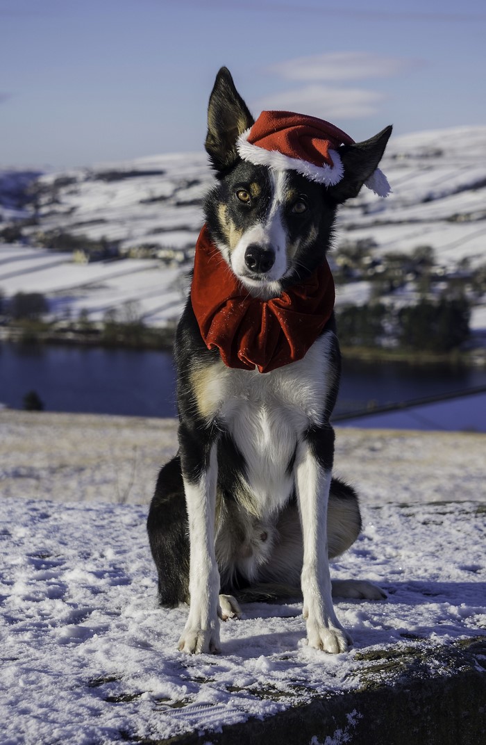 Dog wearing a Santa hat and scarf in the snow