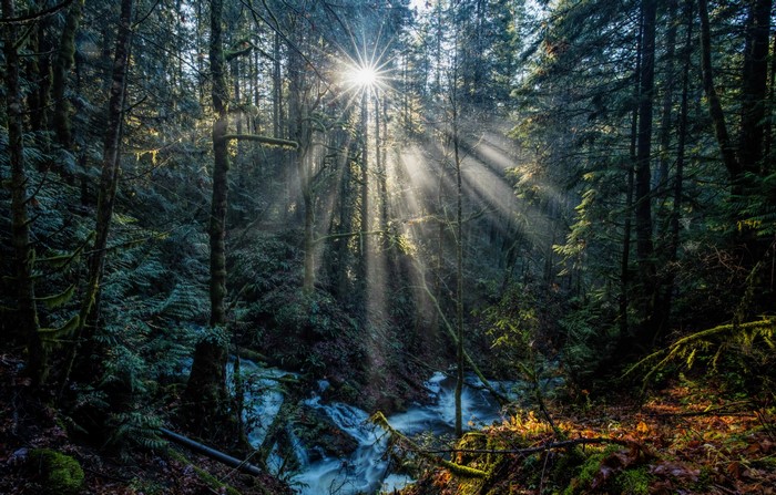 Sunbeams in a Forest near Vancouver Island