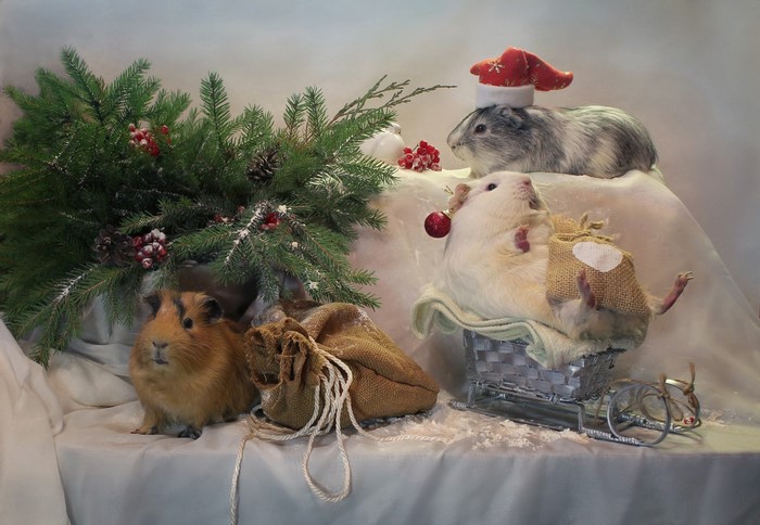 Guinea pigs with Christmas decorations and gifts