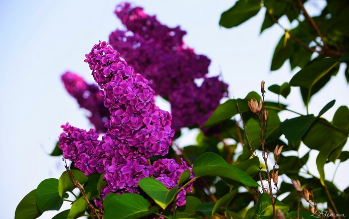 Purple Lilac Flowers and Green Leaves