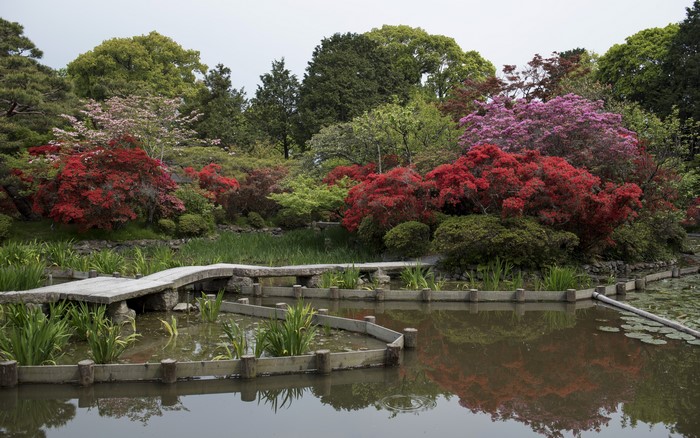 Japanese garden with pond and flowering shrubs