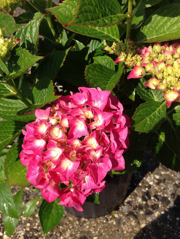 Pink and yellow hydrangea flowers