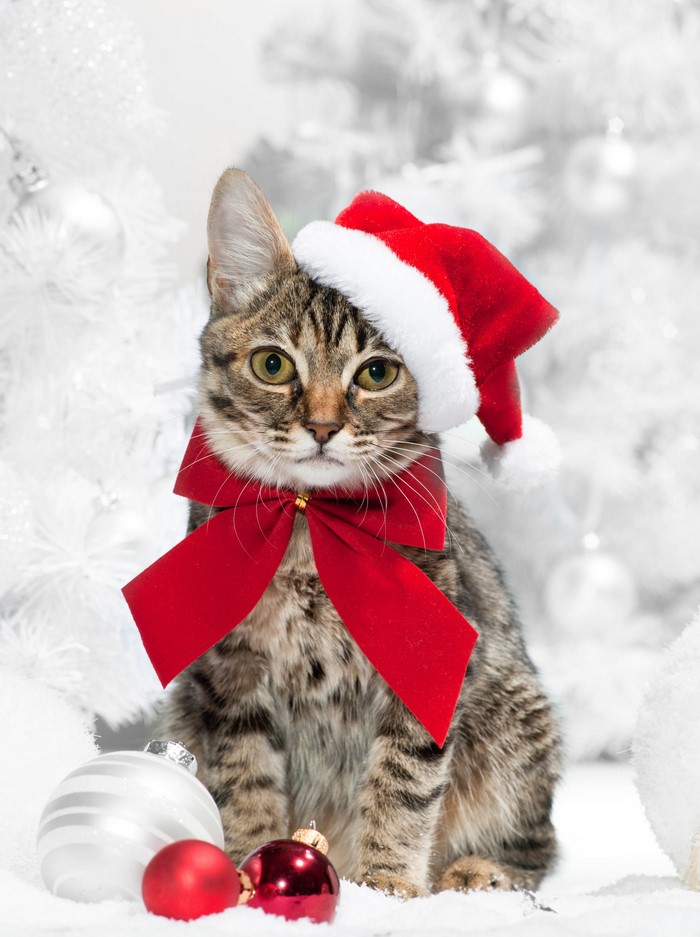 Cat in Santa Hat with Red Bow and Ornaments
