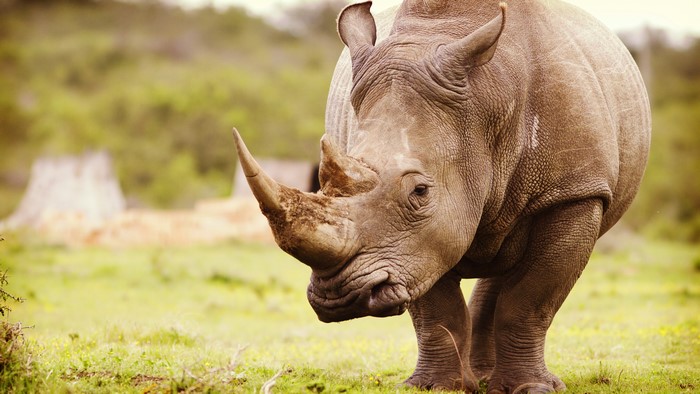 4K Rhino Closeup