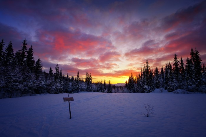 Winter forest at sunset with colorful sky