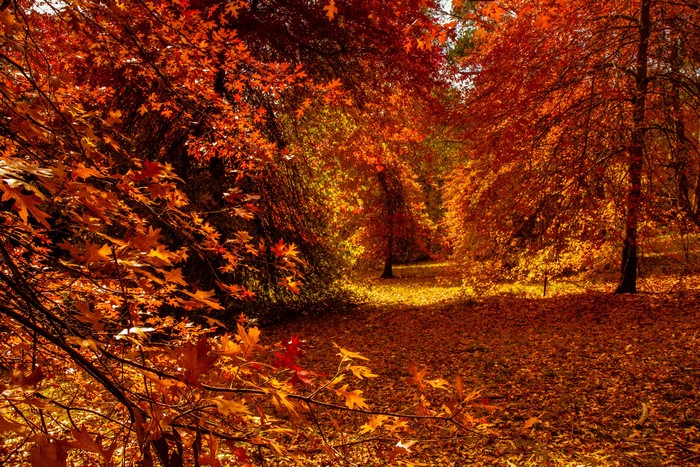 Autumn forest path with fallen leaves