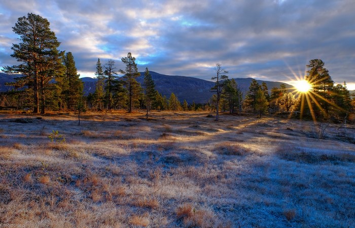 Frosty meadow with pine trees and sunrise over mountains