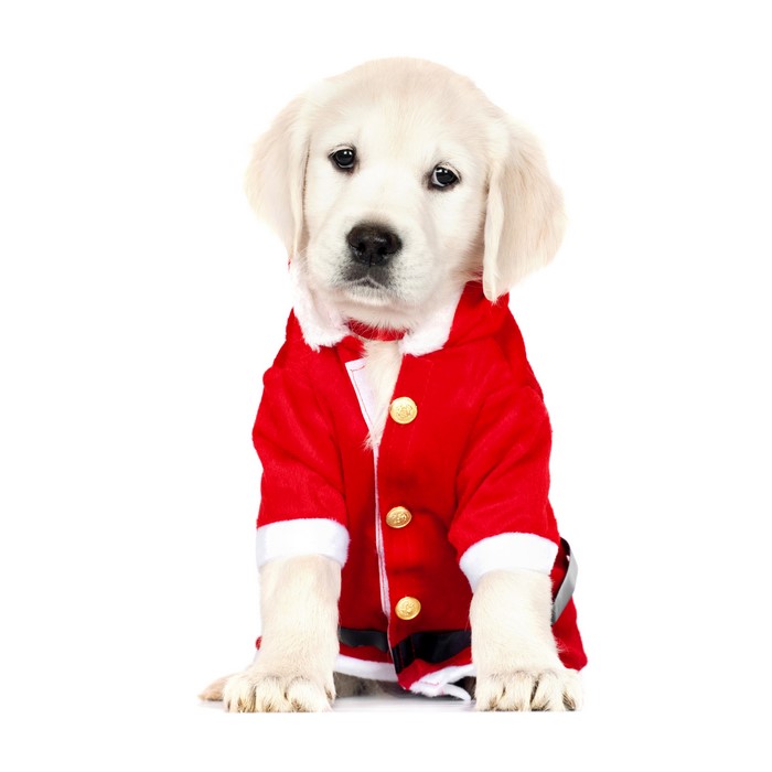 Golden Retriever puppy in Santa costume