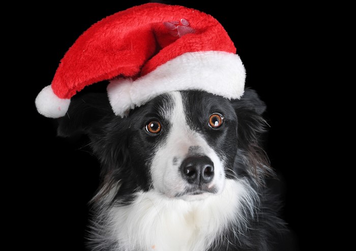 Border Collie dog wearing a Santa hat