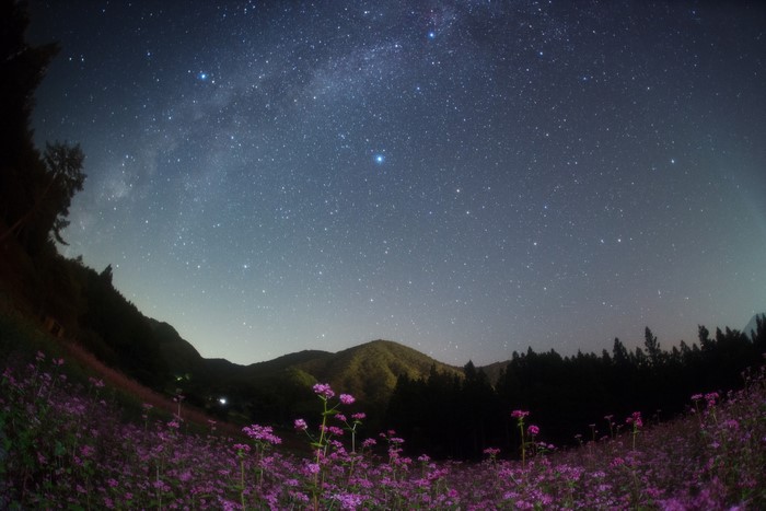Buckwheat Field Under the Milky Way in Nagano, Japan