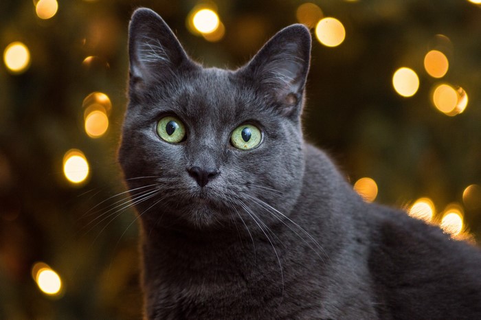 Close-up of a grey cat with green eyes