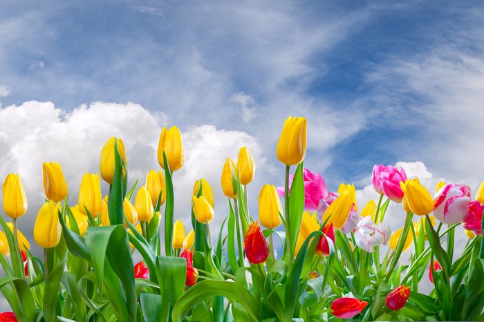 Yellow Tulips Field Under Blue Sky
