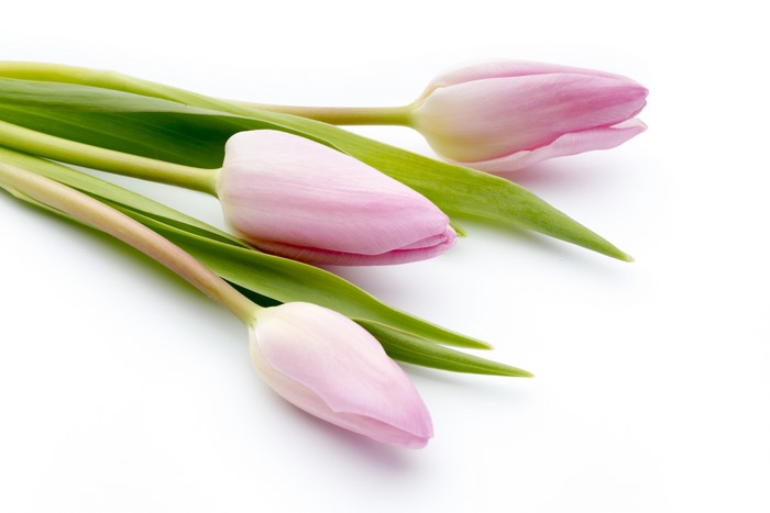 Three pink tulips on a white background