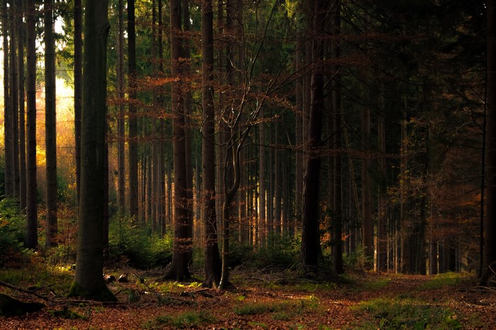 Autumn forest with sunlight filtering through trees