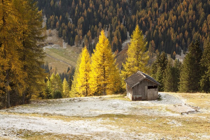 Wooden cabin in autumn forest with yellow trees