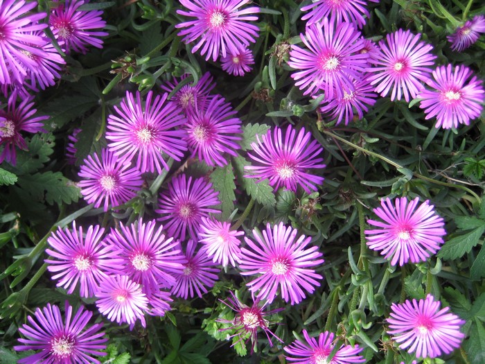 Purple Mesembryanthemum flowers in bloom