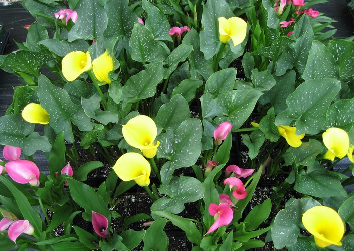 Yellow and pink calla lilies with green spotted leaves