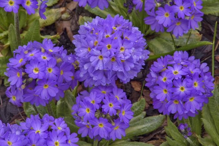 4K Violet Primula flowers closeup