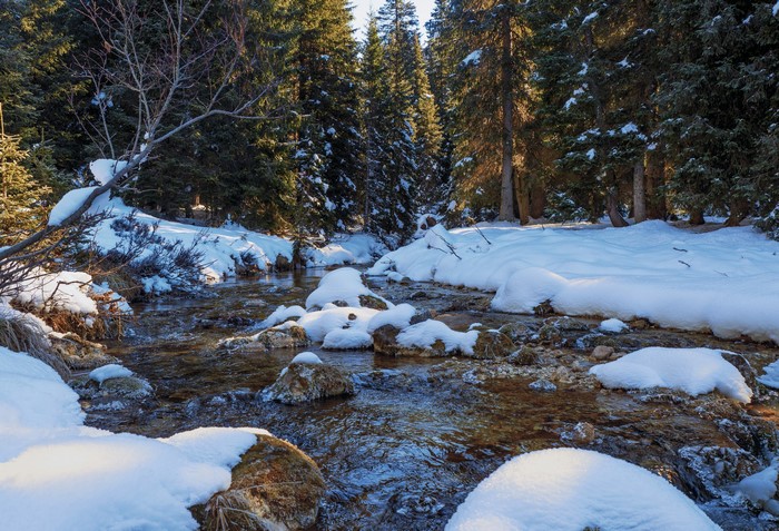 Winter Forest Stream with Snow