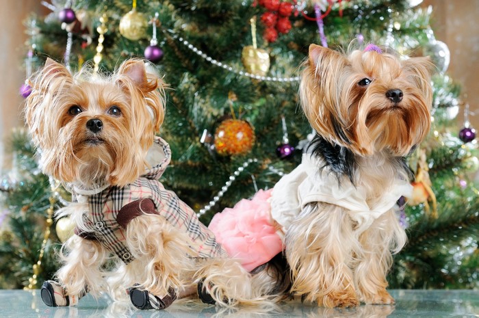 Two Yorkshire Terriers in Christmas Clothes