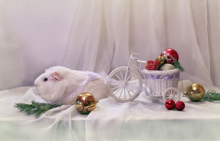 White guinea pig with Christmas decorations and a toy bicycle