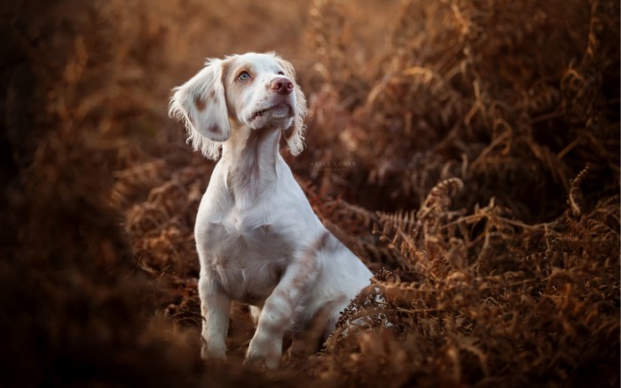 White Spaniel Dog Sitting in Ferns