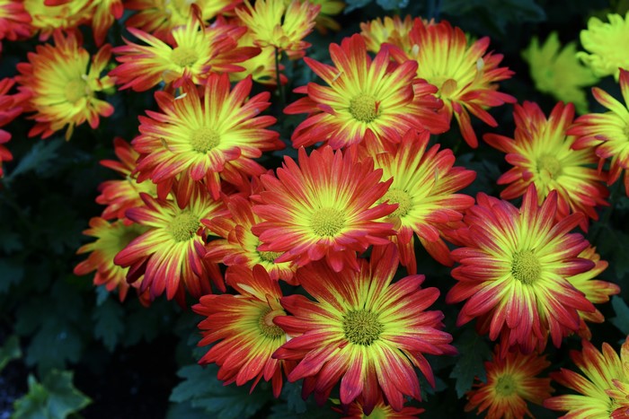 4K Chrysanthemums Closeup