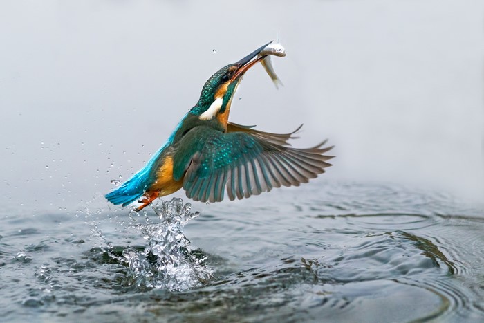 Common Kingfisher Catching Fish in Water Splash