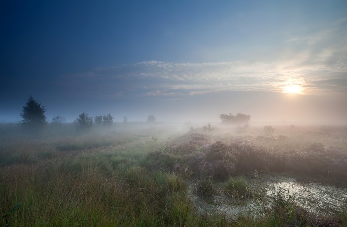 Misty moorland with heather and trees at sunrise
