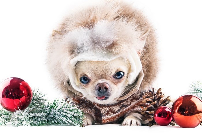 Chihuahua in Christmas hat and sweater with ornaments