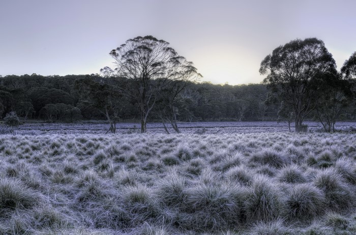 Frosty Grassland and Trees in Barrington Tops National Park, Australia