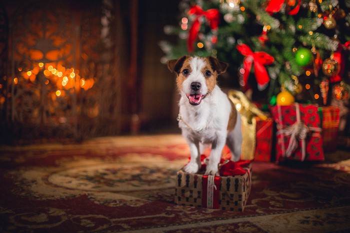Jack Russell Terrier Posing on a Gift by Christmas Tree