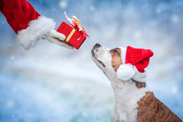 Santa giving a gift to a dog in the snow