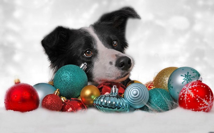 Border Collie Dog with Christmas Ornaments in Snow