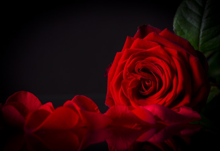 Red Rose with Petals on Black Background