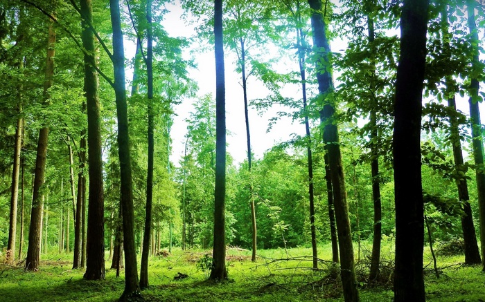 Sunlight filtering through a dense green forest