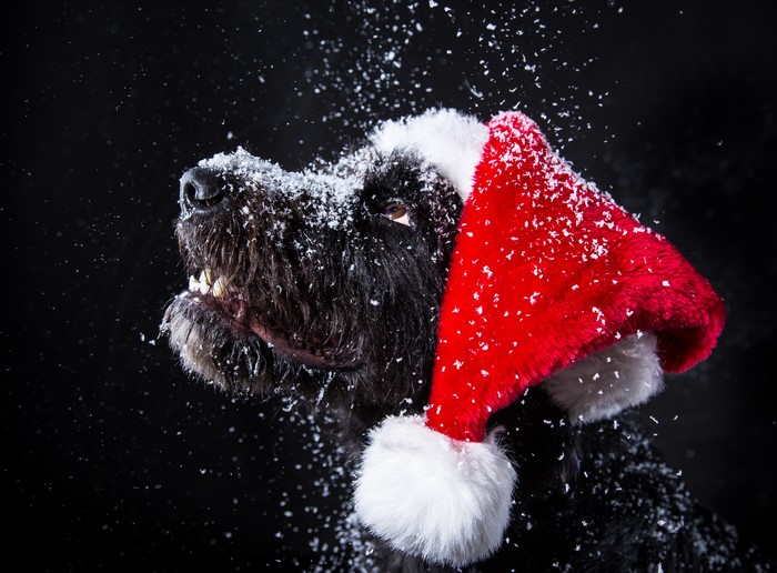 Black dog wearing a Santa hat in snow