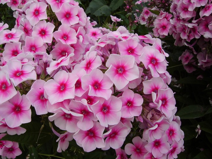 Pink Phlox flowers in close-up