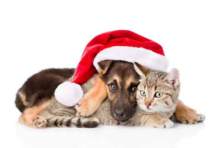 Puppy and kitten wearing a Santa hat