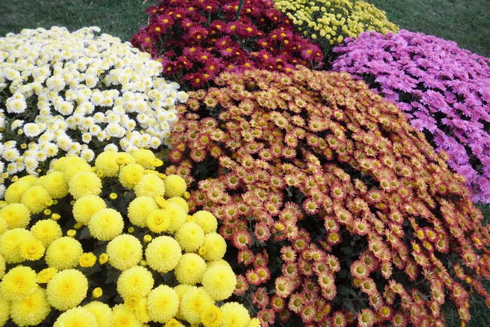 A colorful display of chrysanthemums in bloom