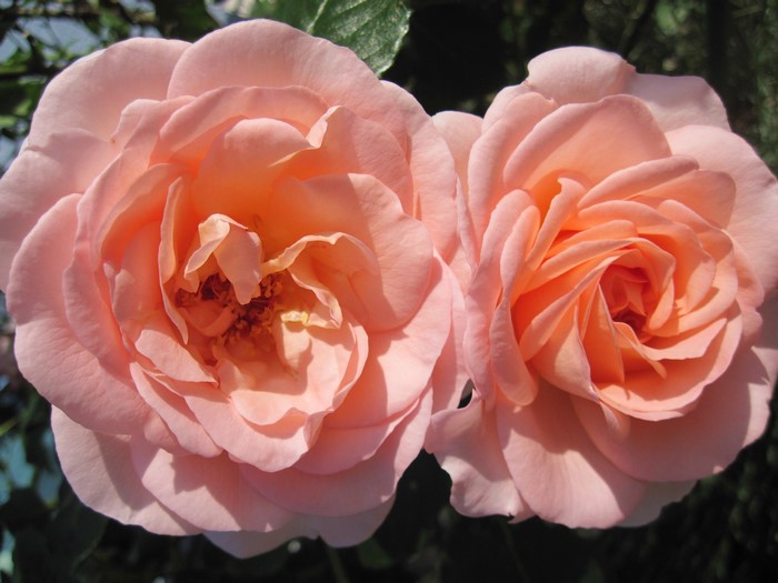 Two pink roses in close-up