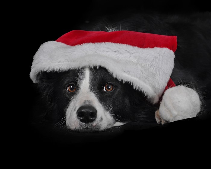 Border Collie wearing a Santa hat on a black background