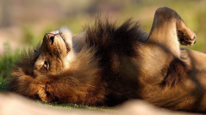 Lion lying on its back in the grass