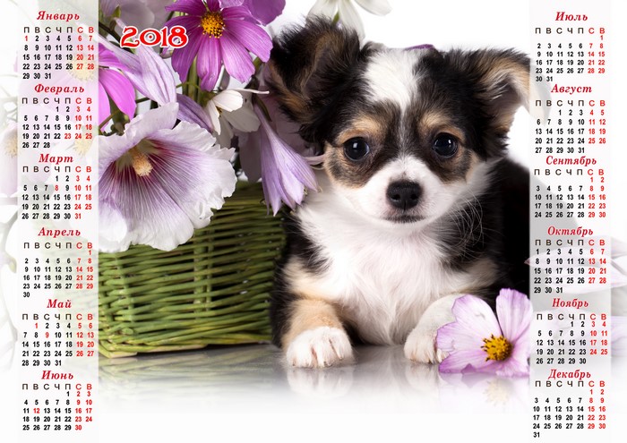 Chihuahua Puppy with Flowers Calendar 2018