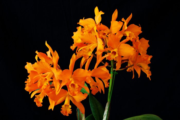 Orange Orchids on Black Background