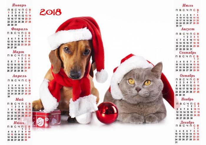 Dachshund and Cat wearing Santa hats with 2018 calendar