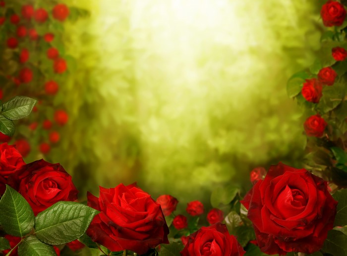 Red Roses in Garden