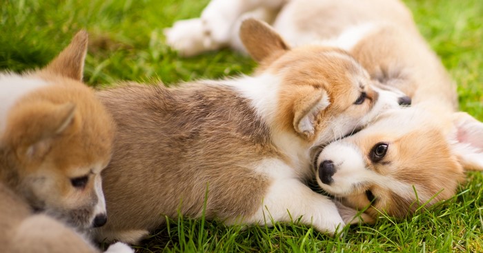 Four adorable Welsh Corgi puppies sleeping on grass