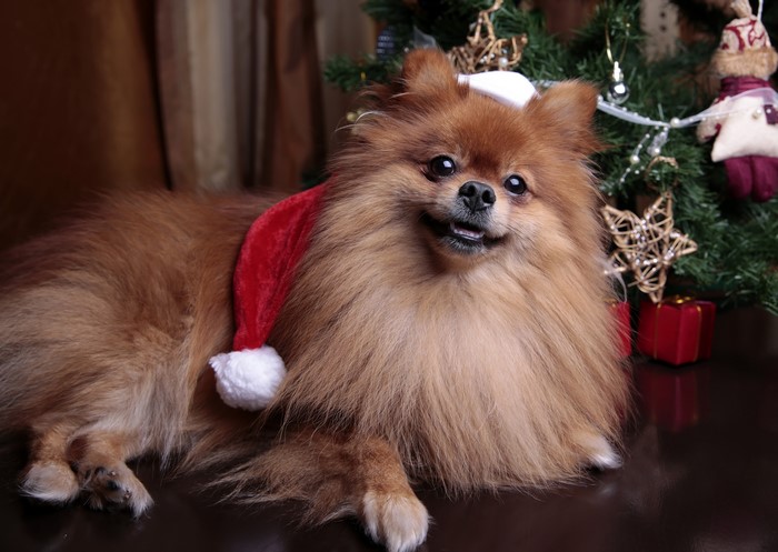 Pomeranian dog wearing Santa hat near Christmas tree